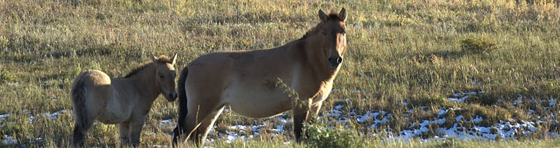 Mongolia wild animals