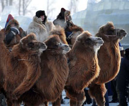 Mongolian camel event