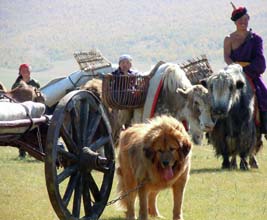 Real Mongolian nomad