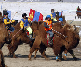 Camel polo event
