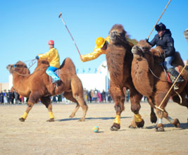 Mongolian camel event