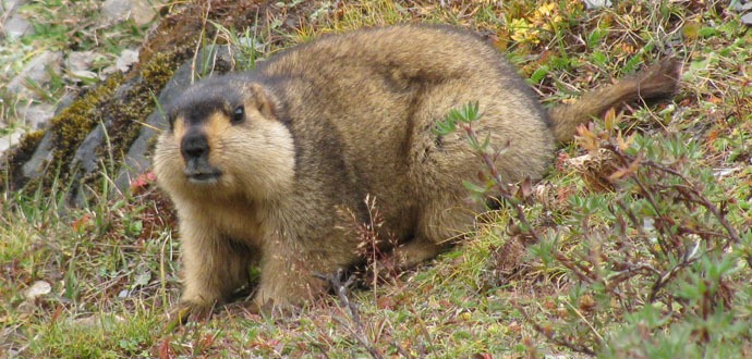 Mongolia wild animals