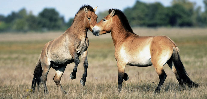 photo14 Mongolia attractions