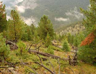 Nature in Mongolia wilderness