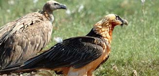 Mongolian wild animals