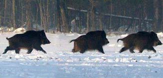 Mongolian wild animals