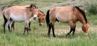 Przewalski horse