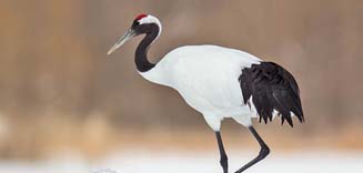 red crowned crane