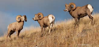 Mongolian wild animals