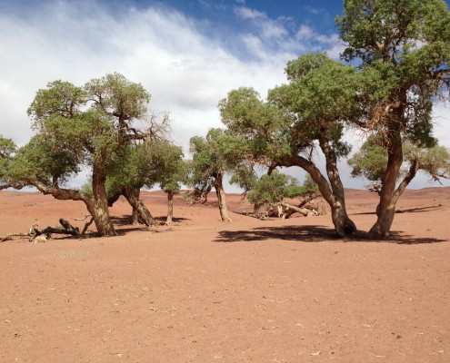 Mongolia great gobi